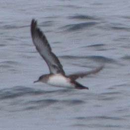 Puffinus opisthomelas