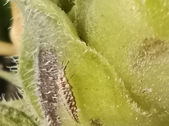 Chrysoperla carnea