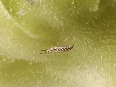 Chrysoperla carnea