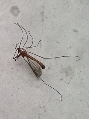 Diptera