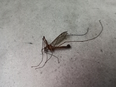 Diptera