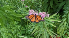 Danaus plexippus