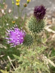 Cirsium vulgare