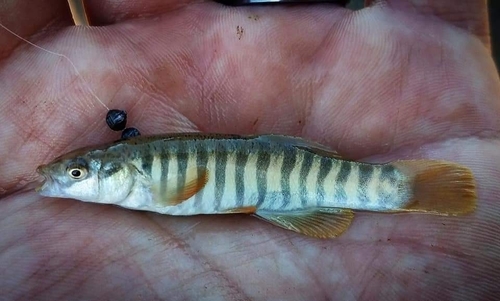 Plains Killifish