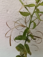 Epilobium ciliatum