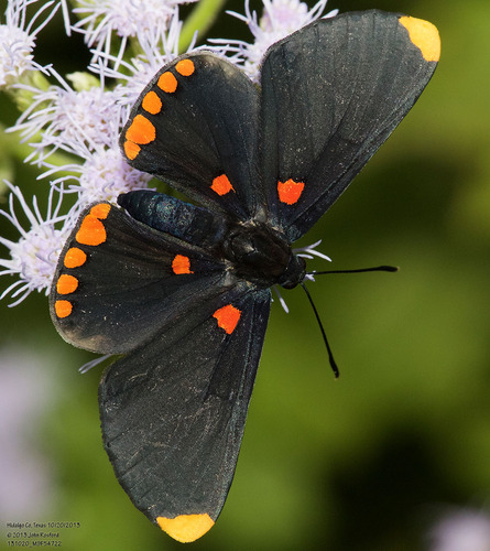 Red-bordered Pixie photo 5