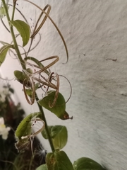 Epilobium ciliatum