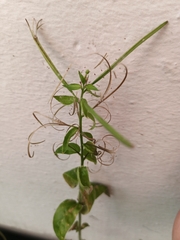 Epilobium ciliatum