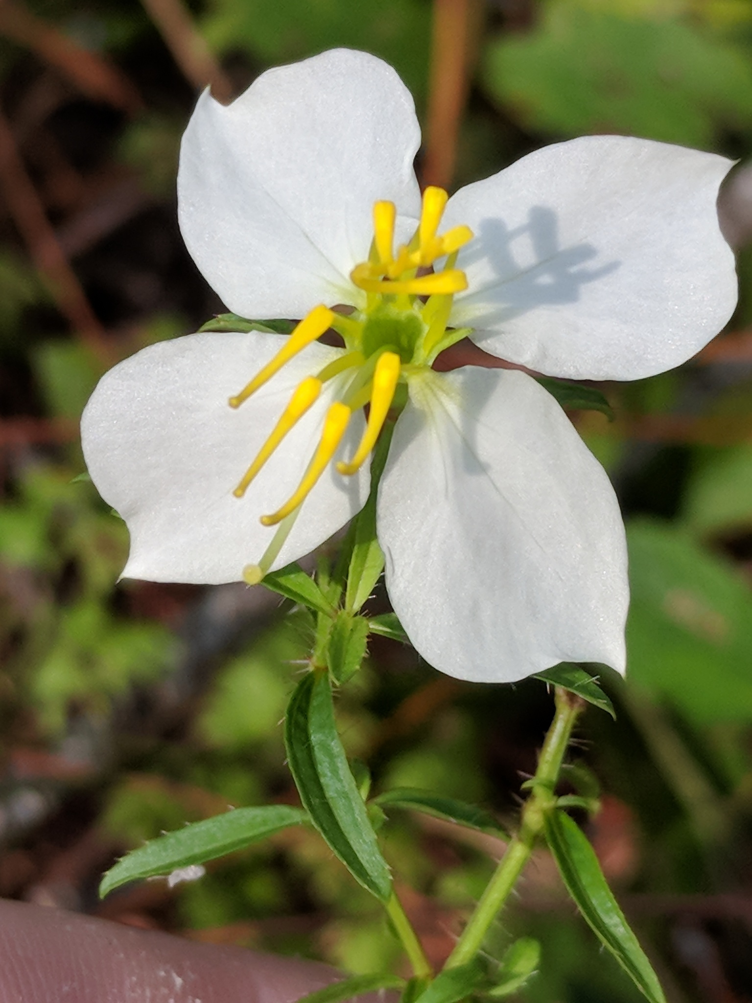 Rhexia parviflora