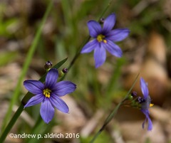 Sisyrinchium montanum