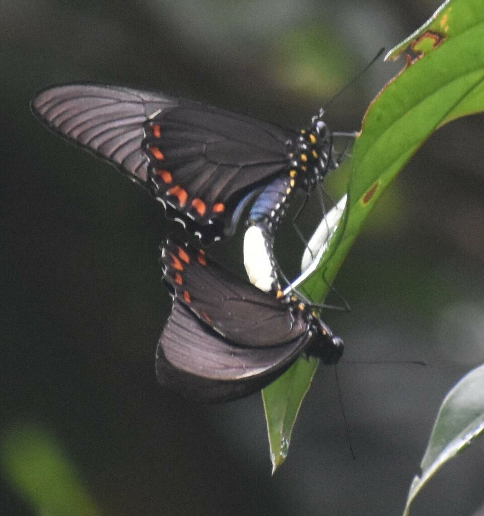 Cramer's Swallowtail