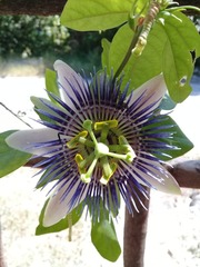 Passiflora alata × caerulea
