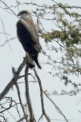 Geranoaetus polyosoma