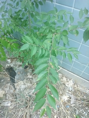 Ulmus