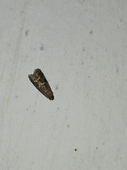 Glyptoteles leucacrinella