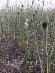 Spiranthes aestivalis