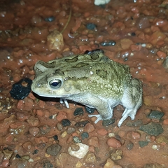 Sclerophrys regularis
