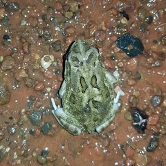 Sclerophrys regularis