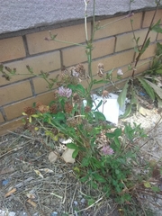 Trifolium pratense