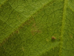 Phyllocnistis ampelopsiella