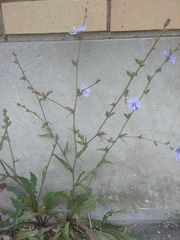 Cichorium intybus