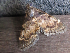 Lepidogma melanobasis