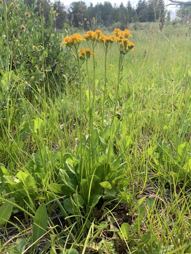 Packera dimorphophylla var. intermedia