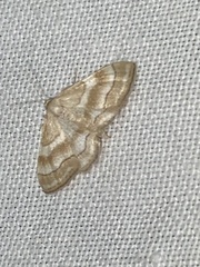 Idaea circuitaria