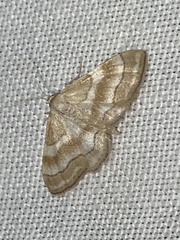 Idaea circuitaria