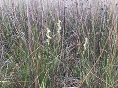 Spiranthes aestivalis