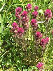 Castilleja lemmonii