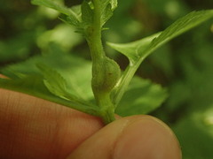 Asphondylia eupatorii