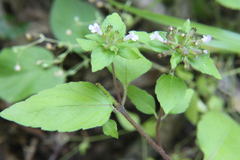 Clinopodium umbrosum
