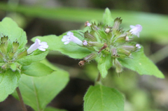 Clinopodium umbrosum