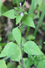 Clinopodium umbrosum
