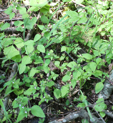 Clinopodium umbrosum