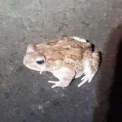 Sclerophrys regularis