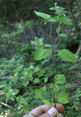 Clinopodium umbrosum