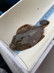Pleuronichthys coenosus