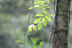 Euphonia laniirostris