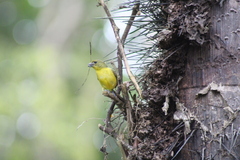 Euphonia laniirostris