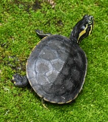 Trachemys grayi panamensis