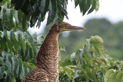 Tigrisoma mexicanum