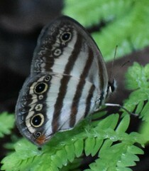 Euptychia