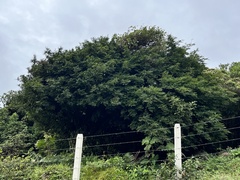 Cojoba costaricensis