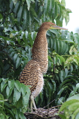 Tigrisoma mexicanum