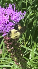 Bombus griseocollis