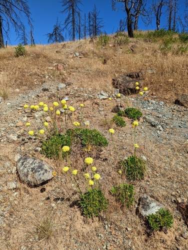 Image of Eriogonum hirtellum by (c) Dominic Gentilcore, some rights reserved (CC BY)
