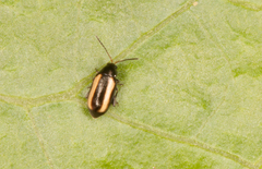 Phyllotreta armoraciae