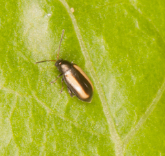 Phyllotreta armoraciae